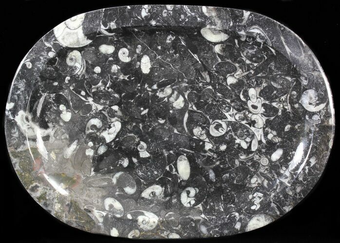 / Fossil Orthoceras & Goniatite Plate - Stoneware #40398